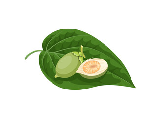 Vector illustration, green betel leaf and areca nut, isolated on a white background. - obrazy, fototapety, plakaty
