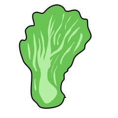 healthy vegetable cabbage