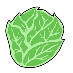 healthy vegetable cabbage