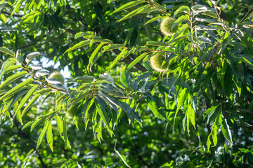 Obraz premium 朝の光が射す栗の木