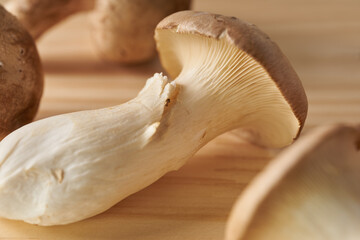 きのこ　イメージ