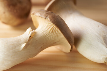 きのこ　イメージ