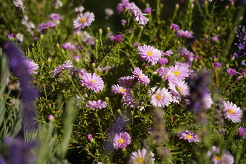 Bright garden plants of different varieties at the exhibition-sale.