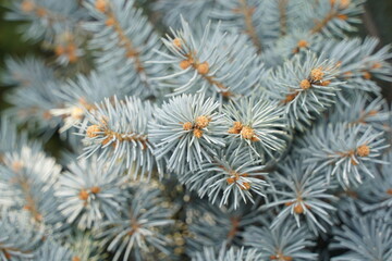 Naklejka na ściany i meble Spruce plants on sale at the exhibition.