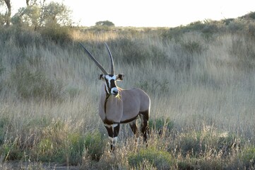 GEMSBUCK (Oryx gazella) on a grassy desert dune. Kgalagadi, south africa