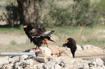BATELEUR  aka short tailed eagle. (Terathopius ecaudatus),  taking a bath at a waterhole, Kalahari desert