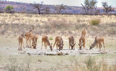 Fototapeta na wymiar KUDU (Tragelaphus strepsiceros) ) herd drinks at desert waterhole, kgalagadi, south africa