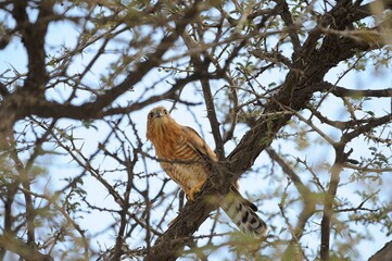 GABAR GOSHAWK (Micronisus gabar)  hunts from the canopy  in acacia thorn savanna/ 