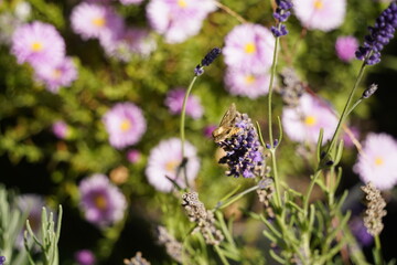 Bright garden plants of different varieties at the exhibition-sale.