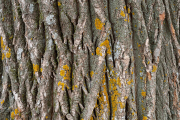 The bark of an old tree in cracks close-up. Gray texture, wallpaper.