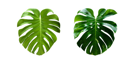 Isolated monstera deliciosa leaf with clipping paths.