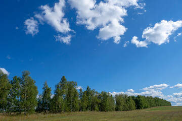 Trees with green foliage and a blue sky with white clouds. Beautiful summer landscape.