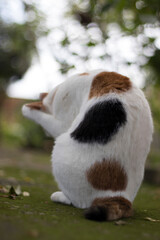 an adult cat sits in the garden and licks the paws and cleans the fur. 