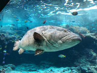 魚　水族館