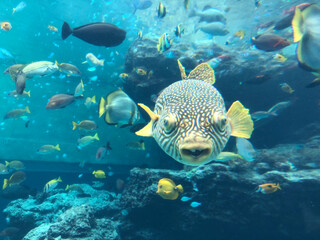 ふぐ　水族館　沖縄