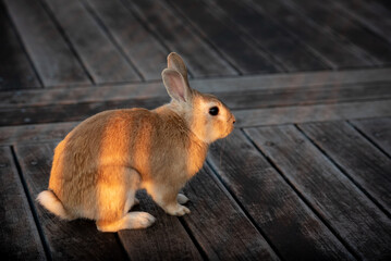 Rabbit on wood deck in evening light
