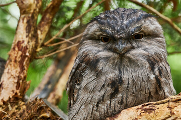 The tawny frogmouth (Podargus strigoides) is a species of frogmouth native to the Australian mainland and Tasmania and found throughout. It is a big-headed, stocky bird, often mistaken for an owl, due