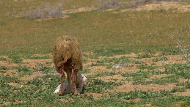 Newborn lamb mother sheep shading
Negev desert, israel 2022
