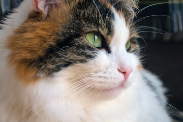 Felis catus domestic feline cat with green eyes close up, turkish van relaxing in sun light looking away sitting in cozy room on floor