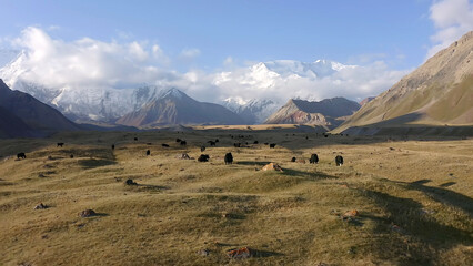 A herd of yaks graze on a green meadow under Lenin Peak. View of the Alai Valley and the Edelweiss...