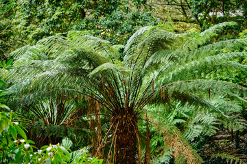 The tree ferns are arborescent (tree-like) ferns that grow with a trunk elevating the fronds above ground level, making them trees. Most tree ferns are members of the "core tree ferns", belonging to t