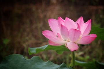Obraz premium pink lotus flower