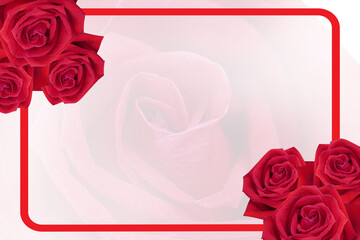 six red roses flower on red frame on blur roses flower background, nature, banner, template, copy...