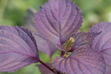 Flowers and purple leaves of Japanese shiso herb plant growing outdoors