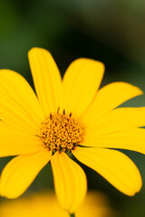 Large bright yellow daisy flower