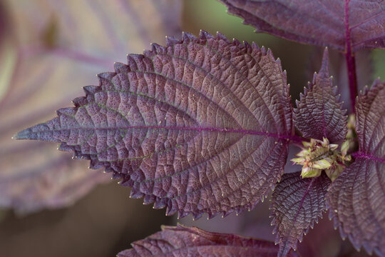 Large purple leaf of shiso herb plant perilla frutescens