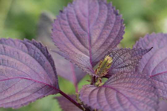 Flowers and purple leaves of shiso plant