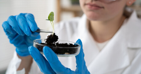 Close up of scientist hands holding petri dish with plant and soil sample in bio laboratory. Science, biology, ecology, research and people