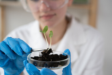 Close up of scientist hands holding petri dish with plant and soil sample in bio laboratory. Scientist woman making examining plant expertise. Science, biology, ecology, research and people