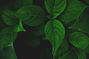 Green leaves of hortensia plant, bush greenery as dark botanical background backdrop texture...