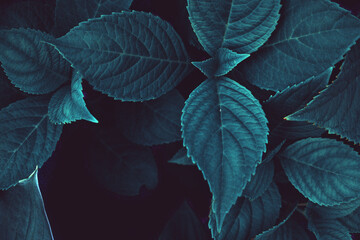 Blue leaves of hortensia plant, bush greenery as dark botanical background backdrop texture wallpaper toned in cold colors