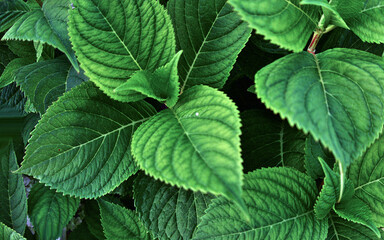 Green leaves of hortensia plant, bush greenery as botanical background backdrop texture wallpaper
