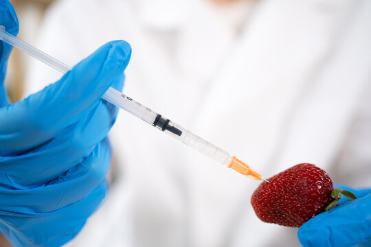 Close up of hands food scientist injecting tomato with a syringe in a modern laboratory. She's working on a genetic modifications of this vegetable. GMO