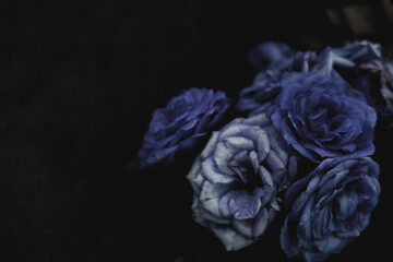 Blue blooming roses close up, bush flowers bouget as dark floral botanical mysterious fantasy dream like dreamy vintage background backdrop wallpaper