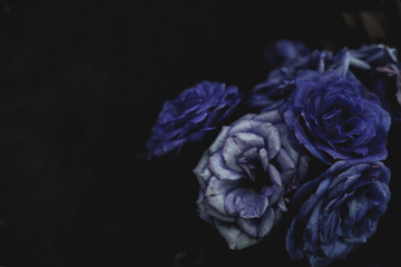 Blue blooming roses close up, bush flowers bouget as dark floral botanical mysterious fantasy dream like dreamy vintage background backdrop wallpaper