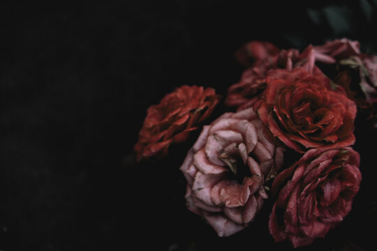 Pink blooming roses close up, bush flowers bouget as dark elegant floral botanical mysterious fantasy dream like dreamy vintage background backdrop wallpaper