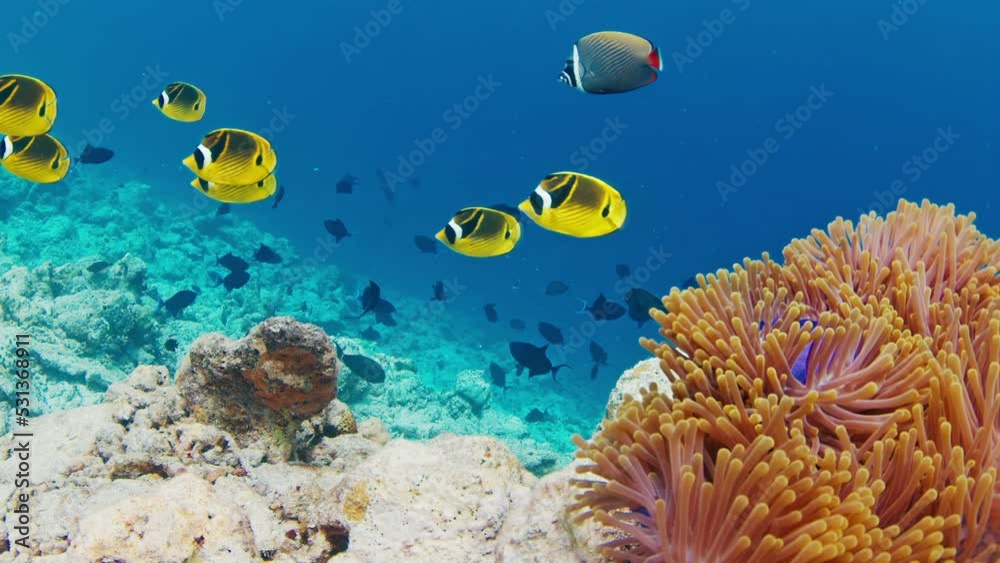 Wall mural Fishes swim on the coral reef in the Maldives. Underwater scene of the marine creatures swimming around