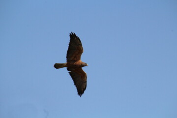 Obraz na płótnie Canvas red tailed hawk in flight