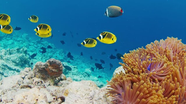 Fishes swim on the coral reef in the Maldives. Underwater scene of the marine creatures swimming around