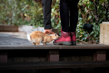 Obraz premium Rabbit walking with owner in red walking shoes