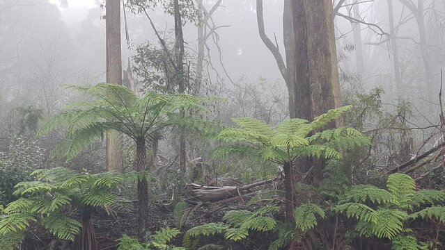 Yarra Ranges National Park is located in the Central Highlands of Australia's southeastern state Victoria, 107 km northeast of Melbourne. Established in 1995 and managed by the statutory authority
