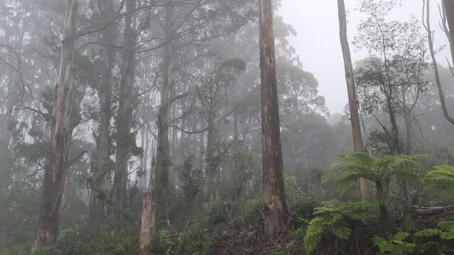 Yarra Ranges National Park is located in the Central Highlands of Australia's southeastern state Victoria, 107 km northeast of Melbourne. Established in 1995 and managed by the statutory authority