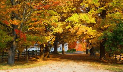 yellow autumn trees in front yard of rural house