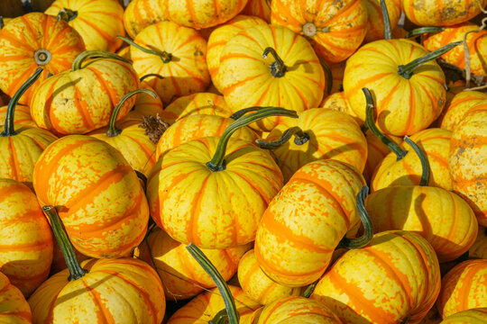 pumpkin harvest in autumn season