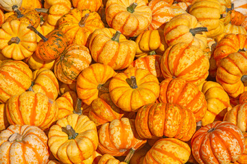 Colorful pumpkins