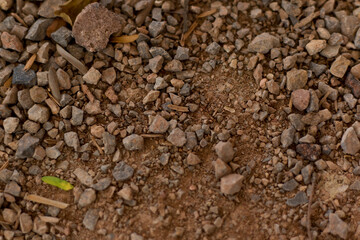 Rough surface and many small stones on abstract ground.